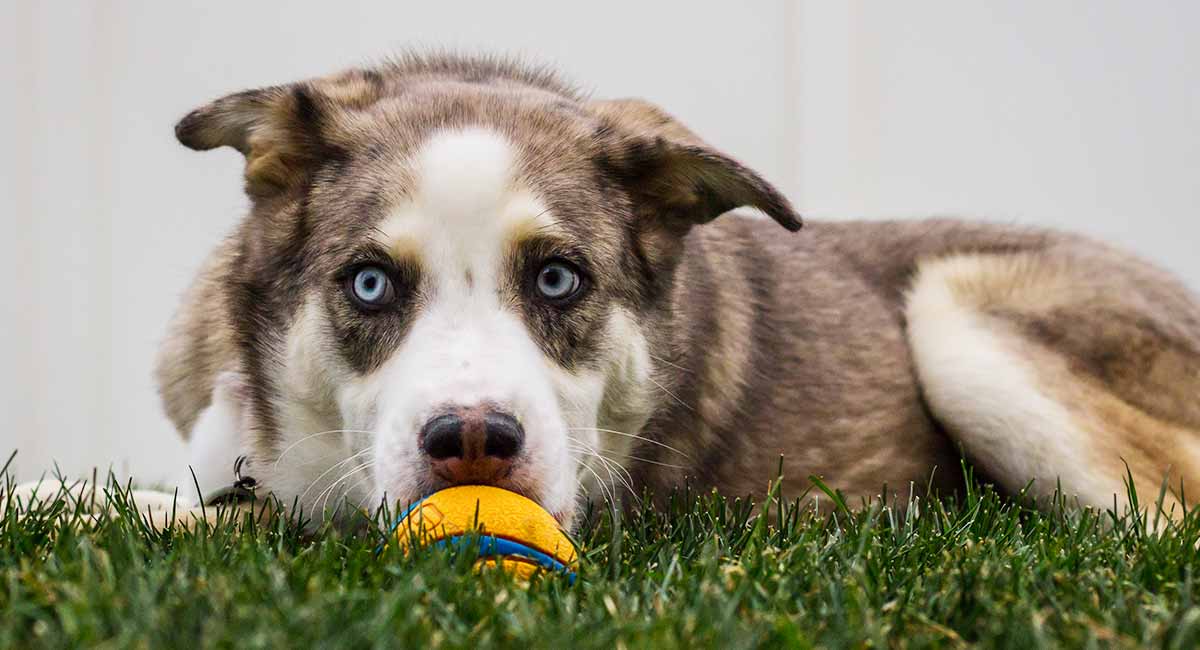 australian husky mix