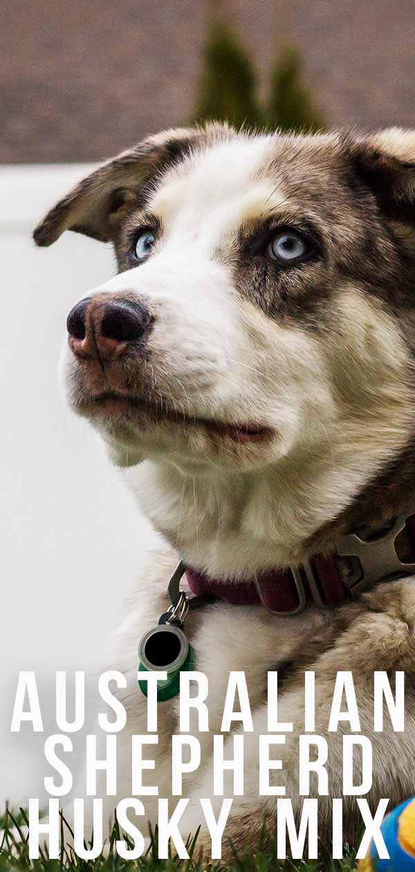 Australian Shepherd Husky Mix Two Hard Working Breeds