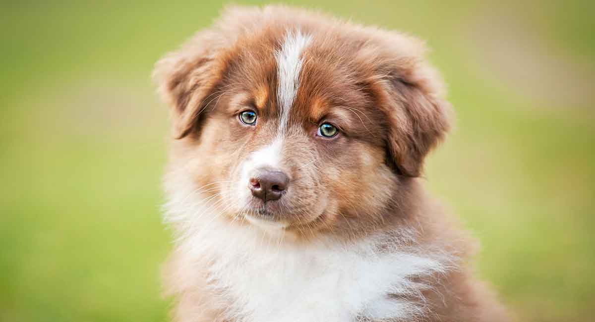 brown australian shepherd