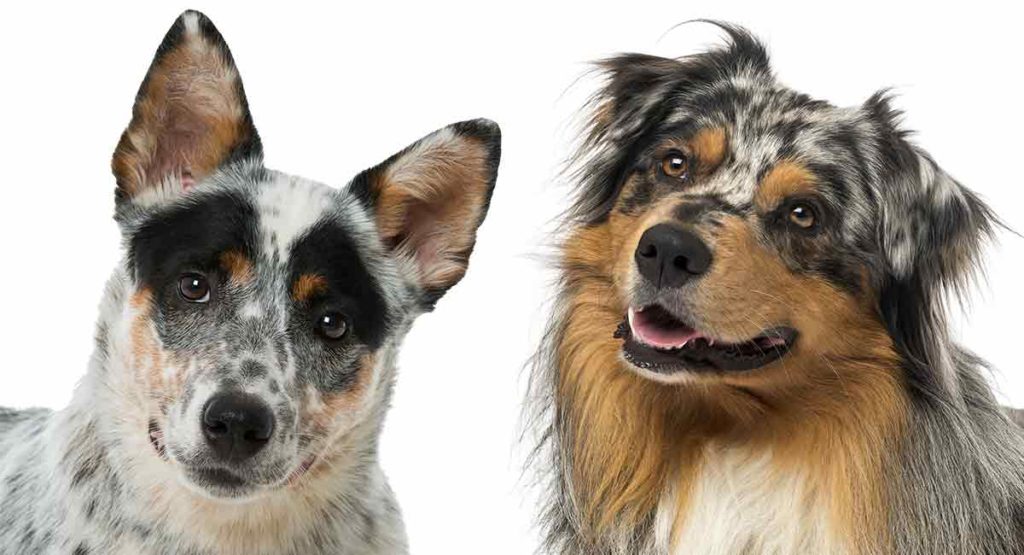 Australian Shepherd Vs Australian Cattle DogKan Du Fortelle Dem Fra