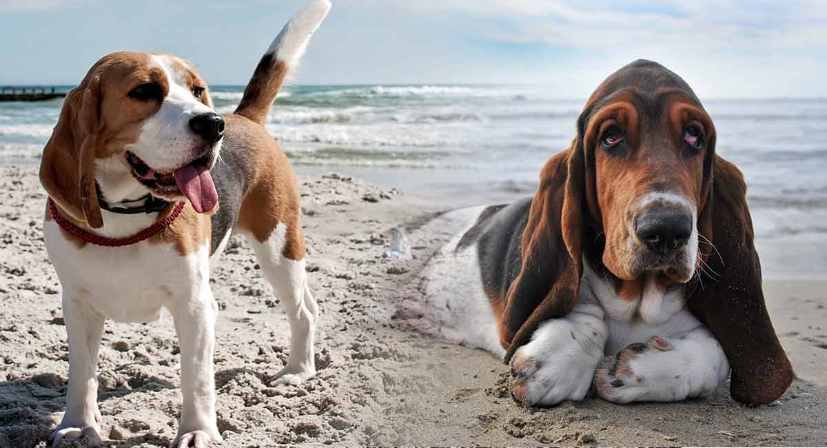 Basset Hound Beagle Mix Two Very Different Personalities Collide