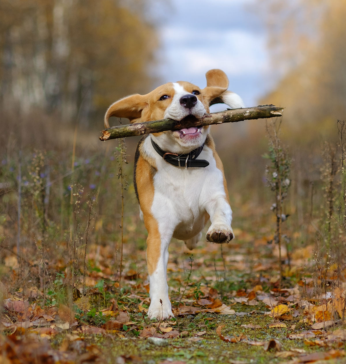 beagle training