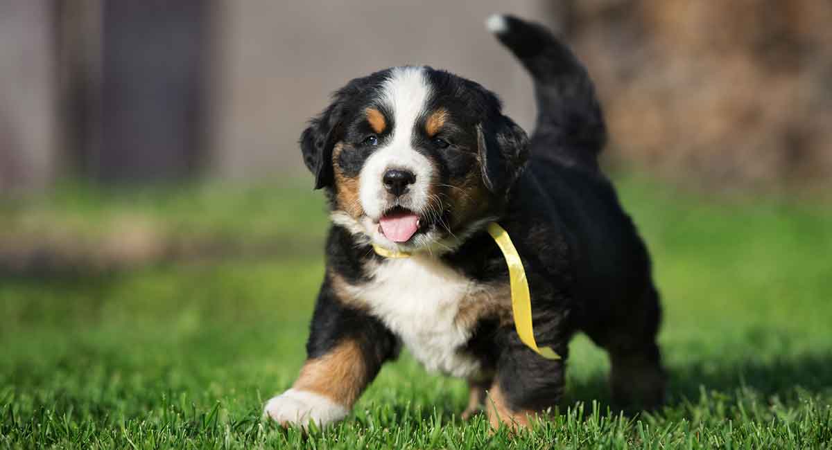 Bernese mountain dog