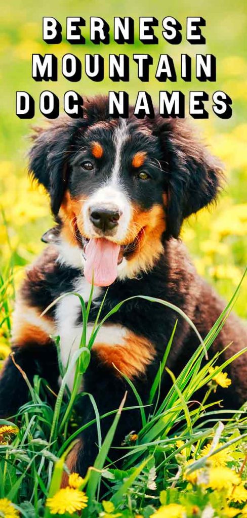 Bernese Mountain Dog Names - Perfect For Your Big Fluffy Dog