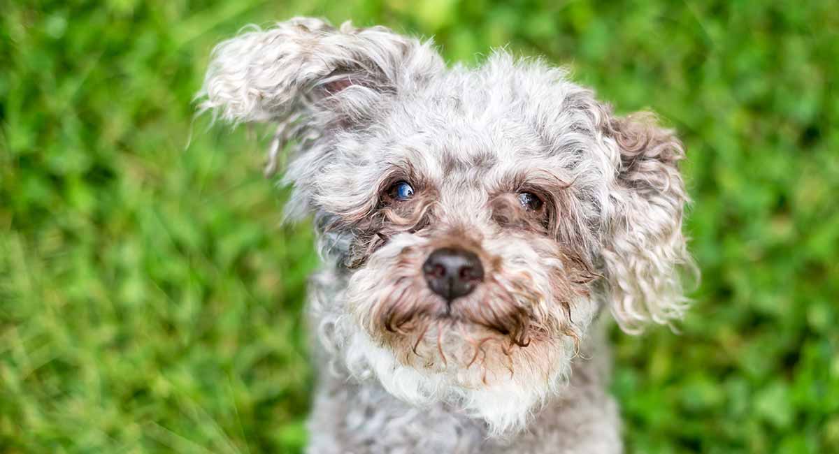 best tear stain remover for white dogs