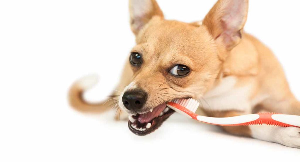 dog with toothbrush