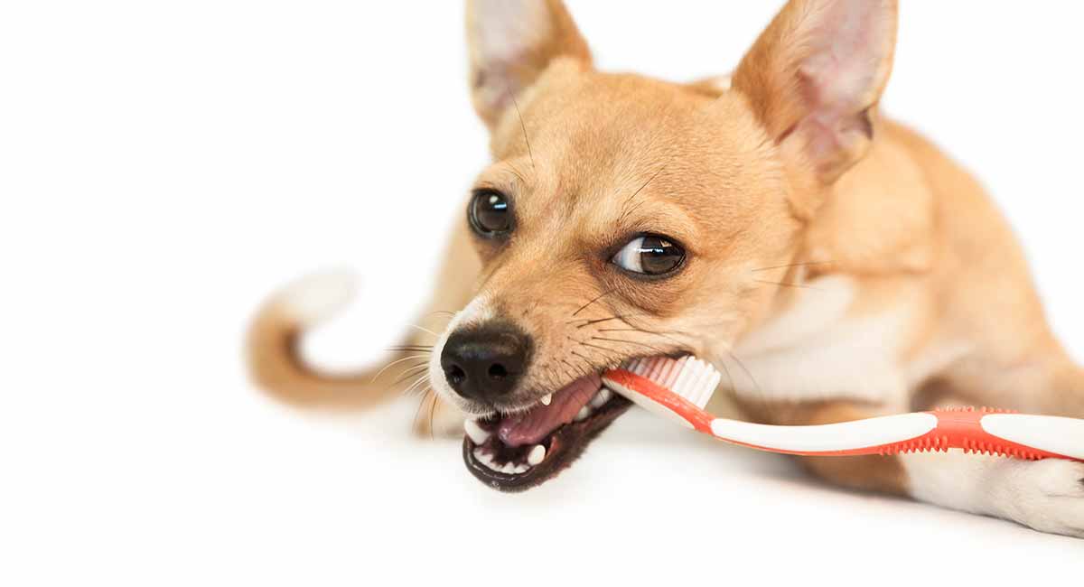 dog toothbrushing