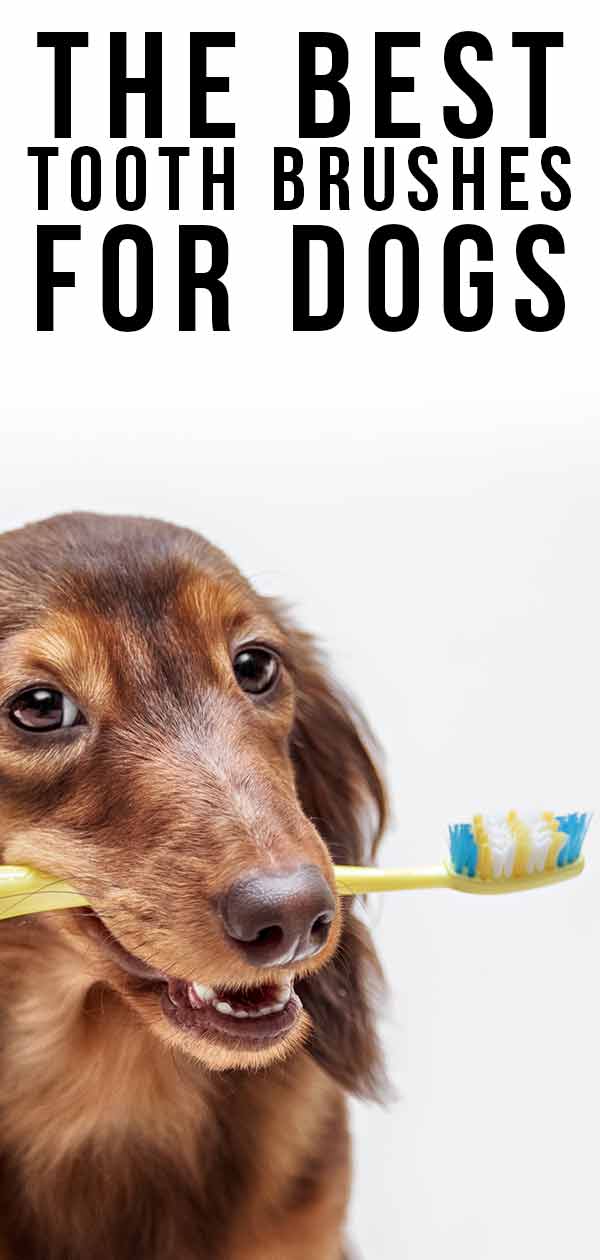 best dog toothbrush for small dogs