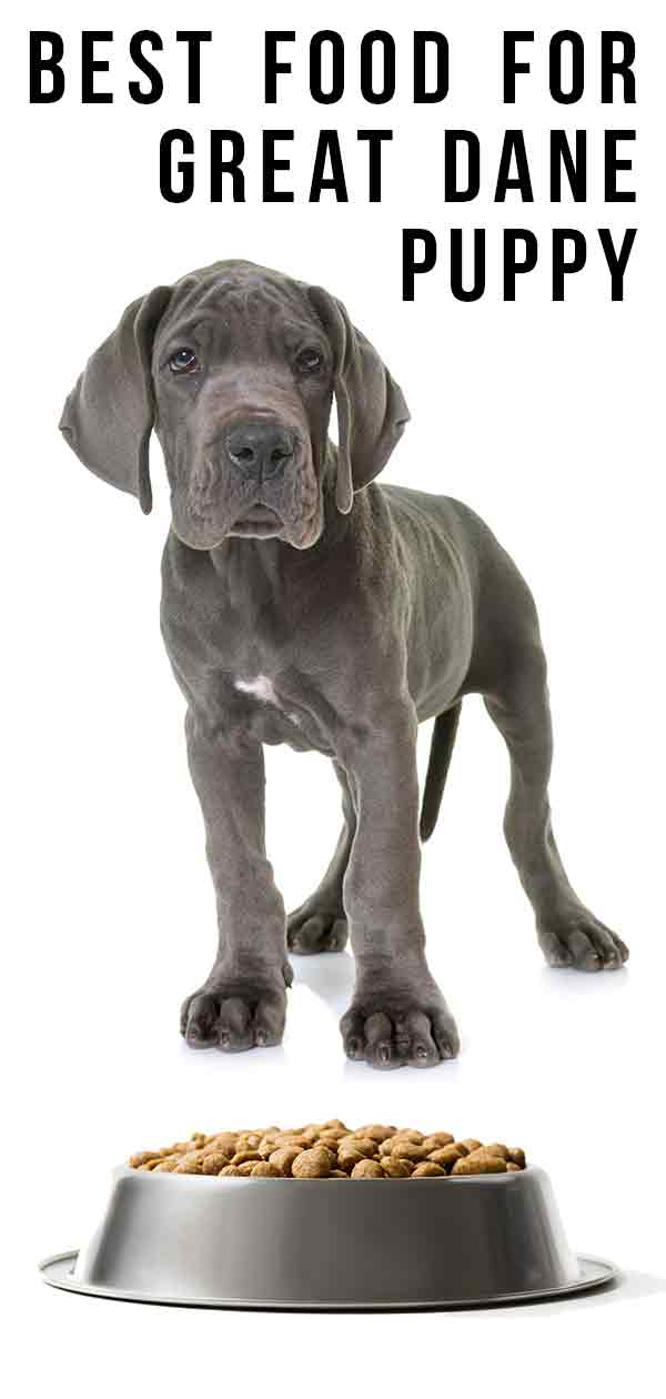 how much do great dane puppies weigh