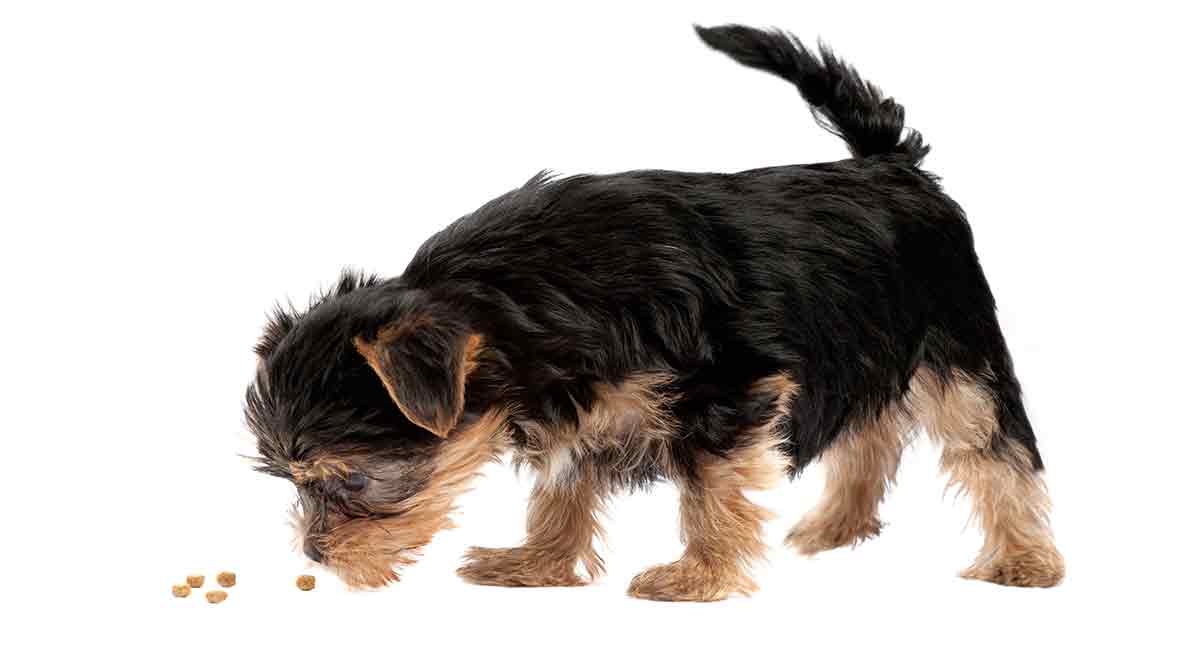 best food for yorkie puppy