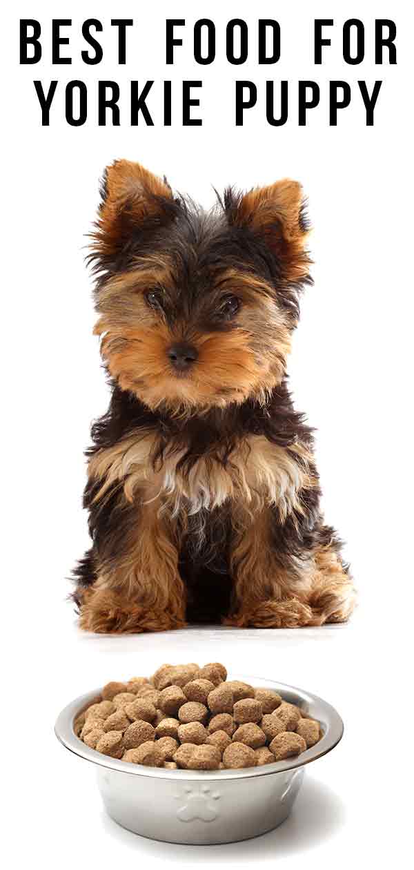 Best Food For Yorkie Puppy Dogs: Top 