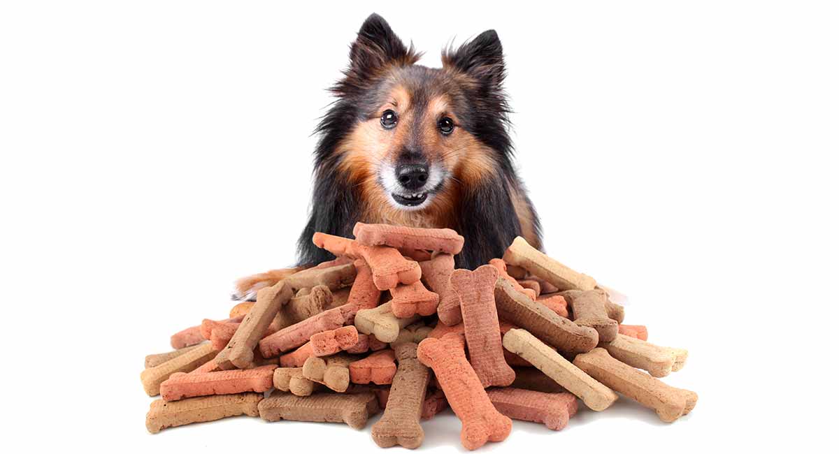 best-organic-dog-treats-which-brand-is-best-for-your-pup