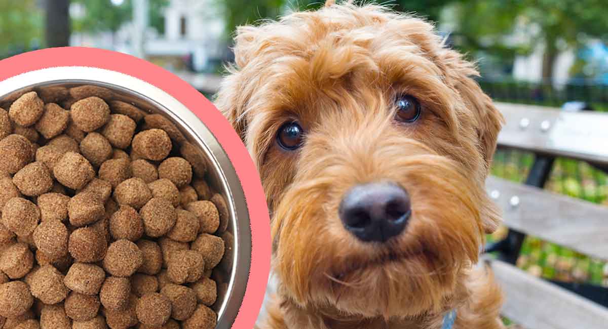 best puppy food for goldendoodle