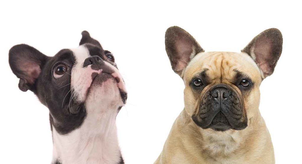 Pros and Cons of the Frenchton, a Boston Terrier French Bulldog mix