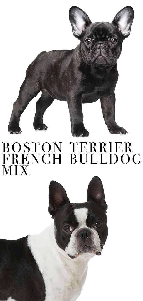 Frenchie and store boston terrier mix