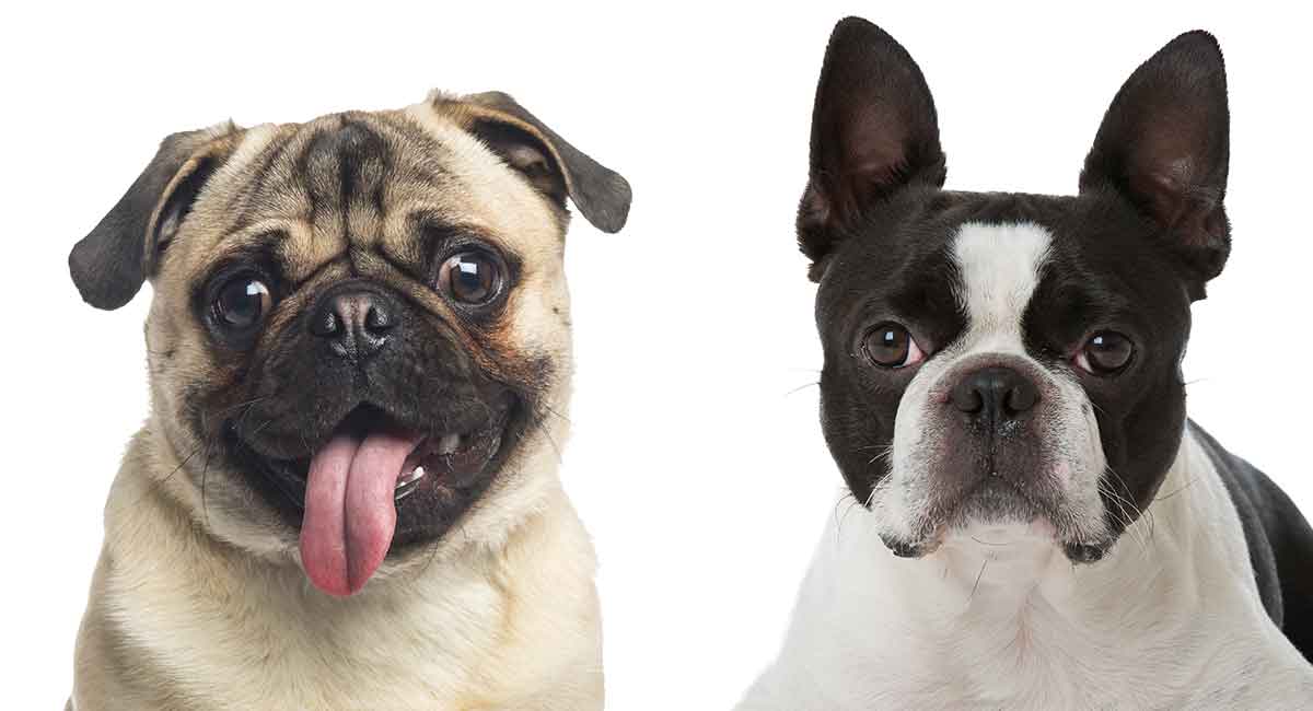 Boston Terrier Pug Mix Is The Bugg The Right Dog For You?