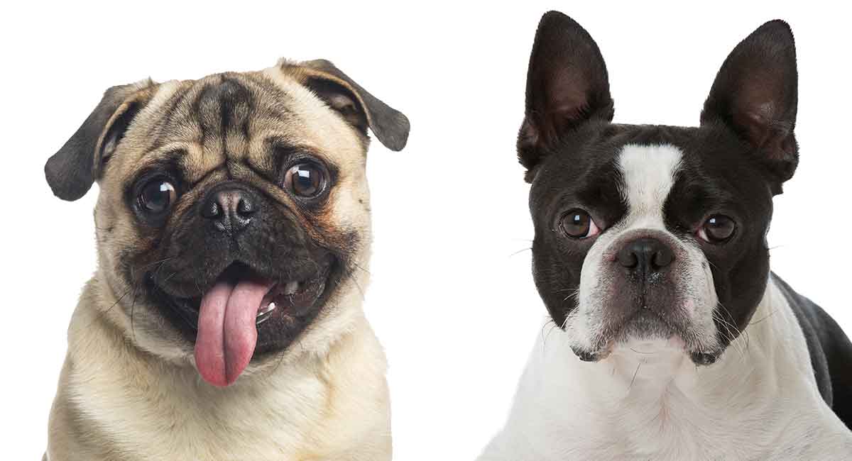 Boston Terrier Pug Mix Is The Bugg The Right Dog For You