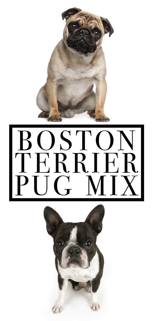 boston terrier pug mix