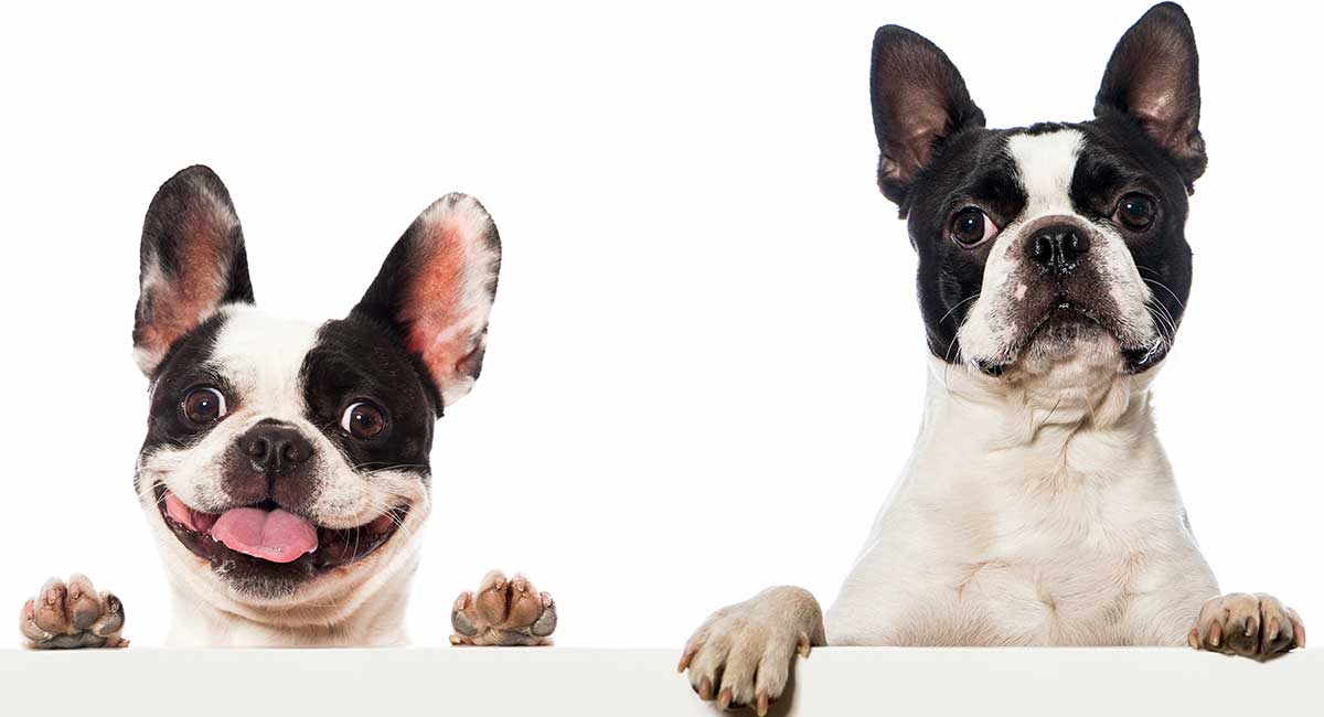 how can you tell the difference between a boston terrier and a french bulldog