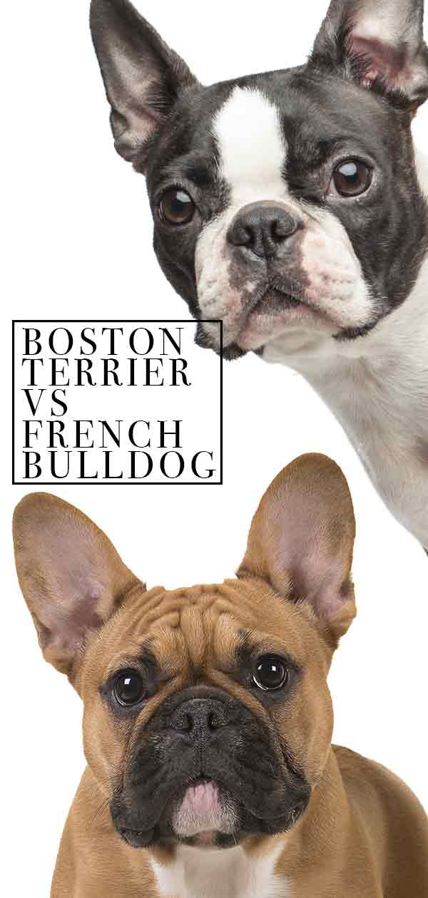 Boston Terrier vs French Bulldog Can You Spot The