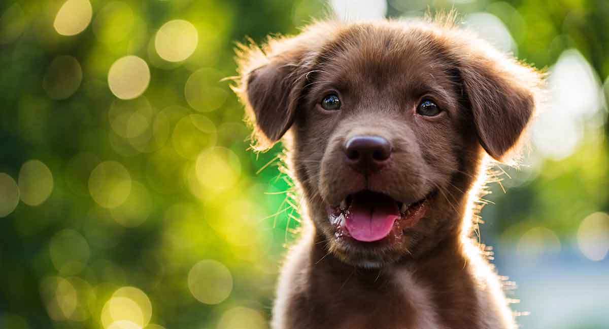 Chocolate colored outlet dogs