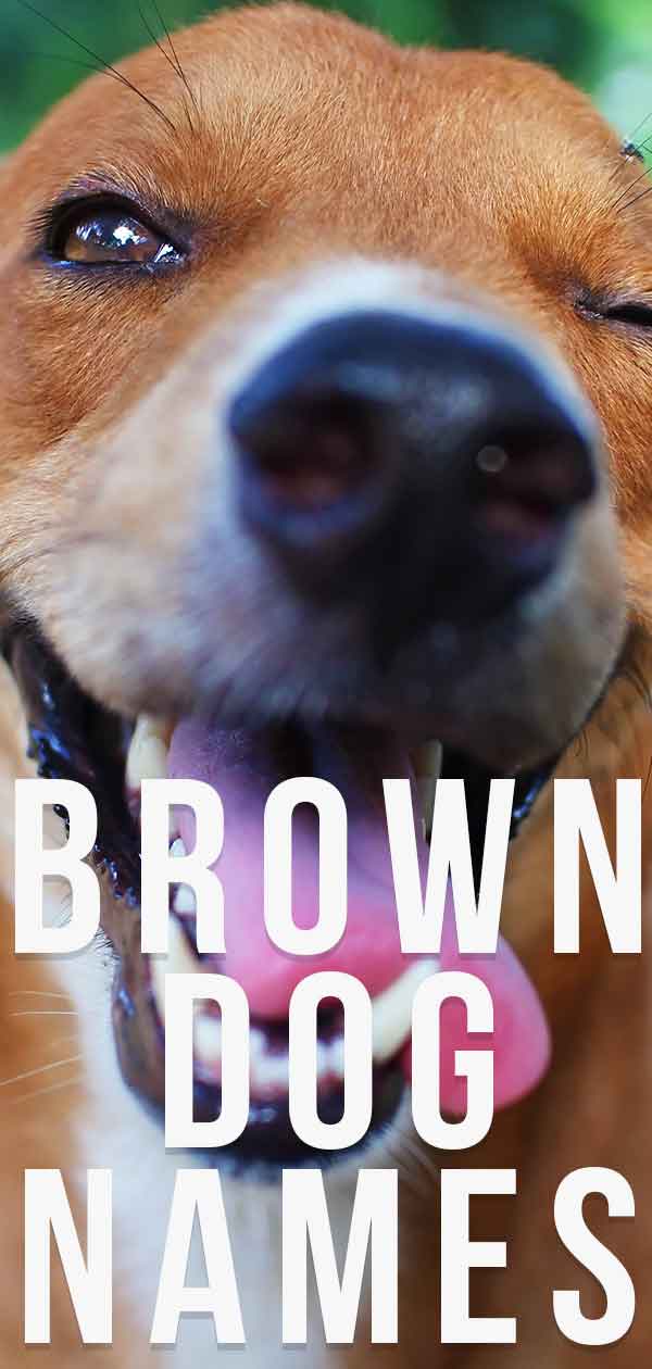 120+ Names for Brown Dogs - Unique Brown Dog Name Ideas