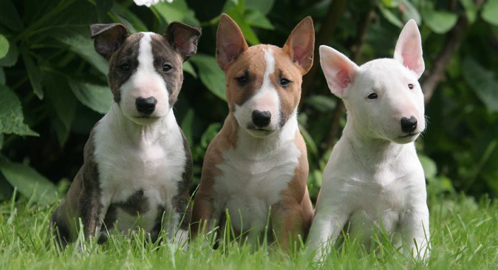 bull terrier puppies ears get straighter as they age