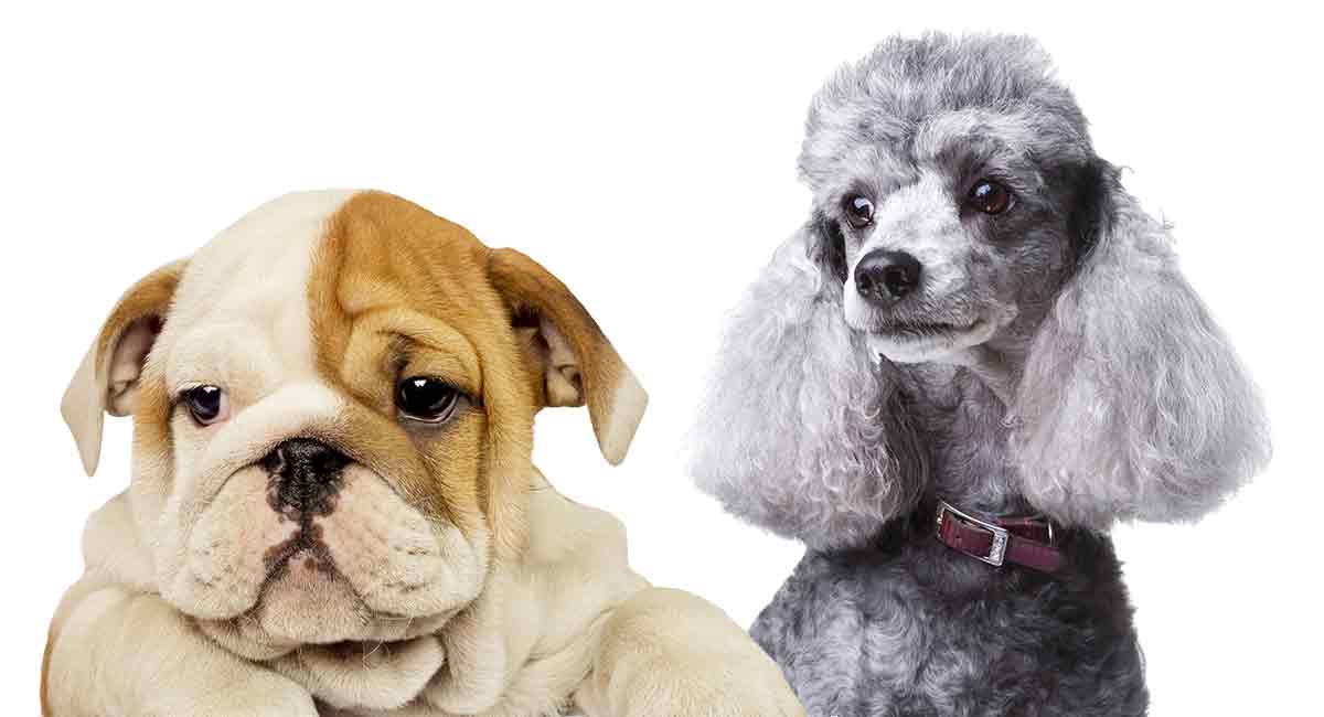 Bulldog Poodle Mix – The English Bulldog Poodle Cross