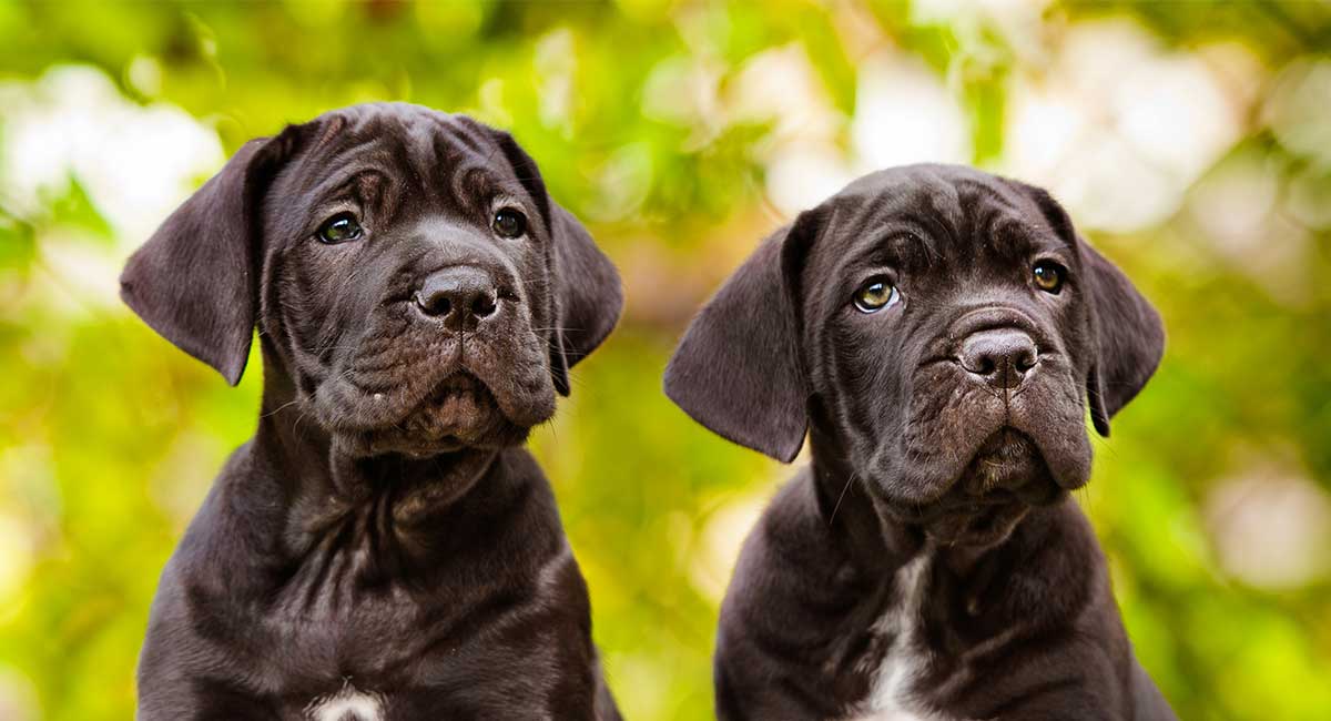 77+ Blue Black Cane Corso Puppies