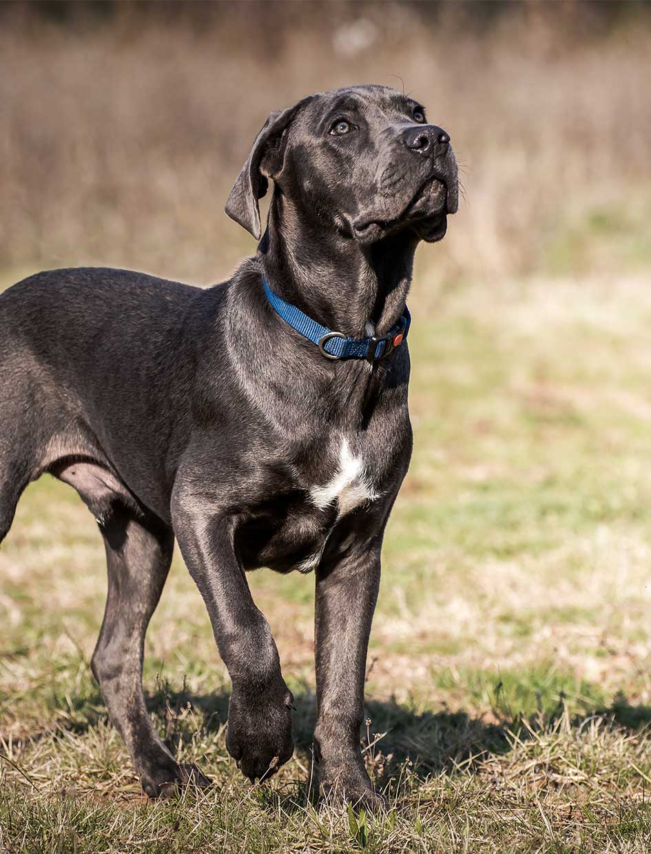 brindle female cane corso