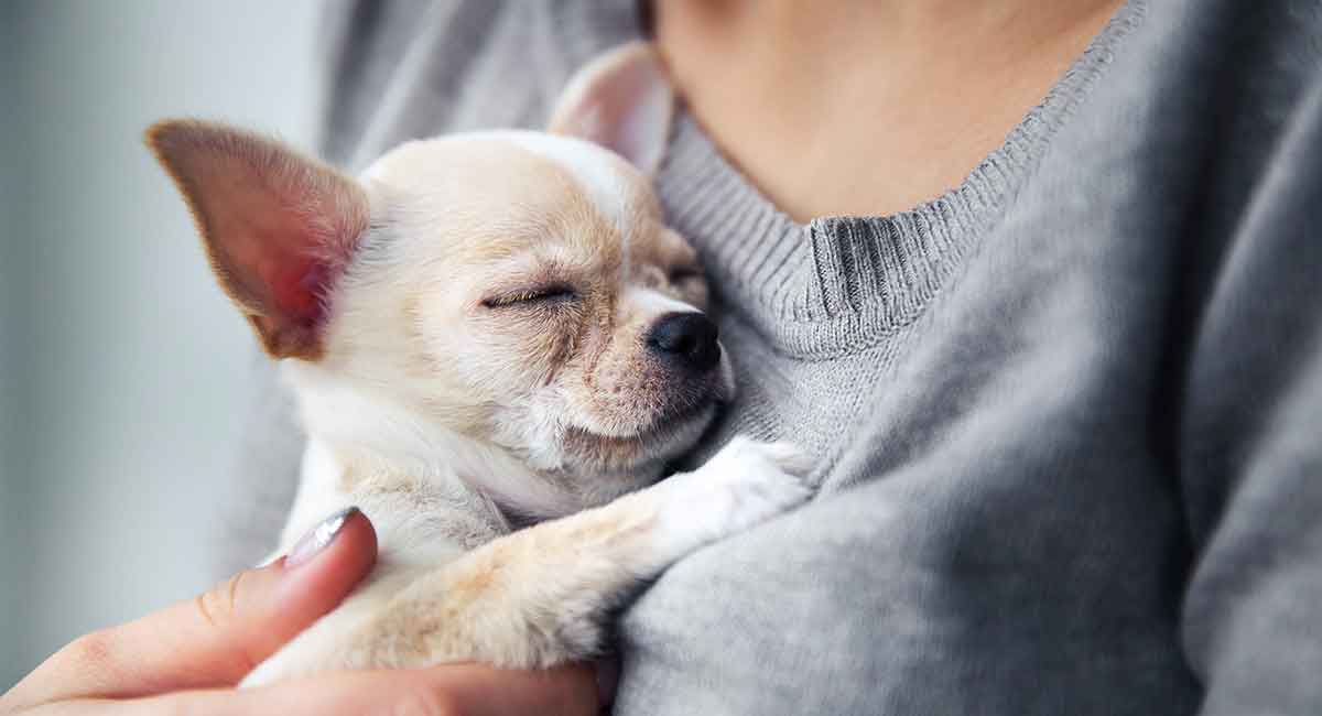 gray chihuahua