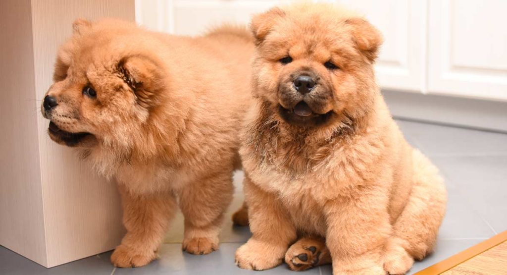 chow chow puppies have pointy ears but they lay flat