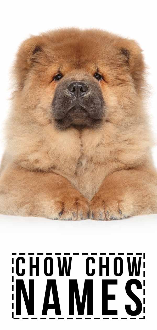 chow chow names
