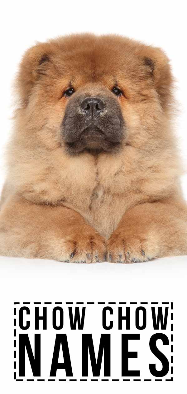 teacup chow chow puppies for sale