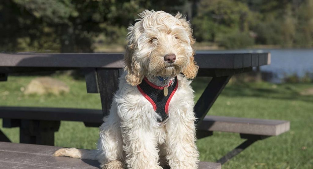 fudge the cockapoo