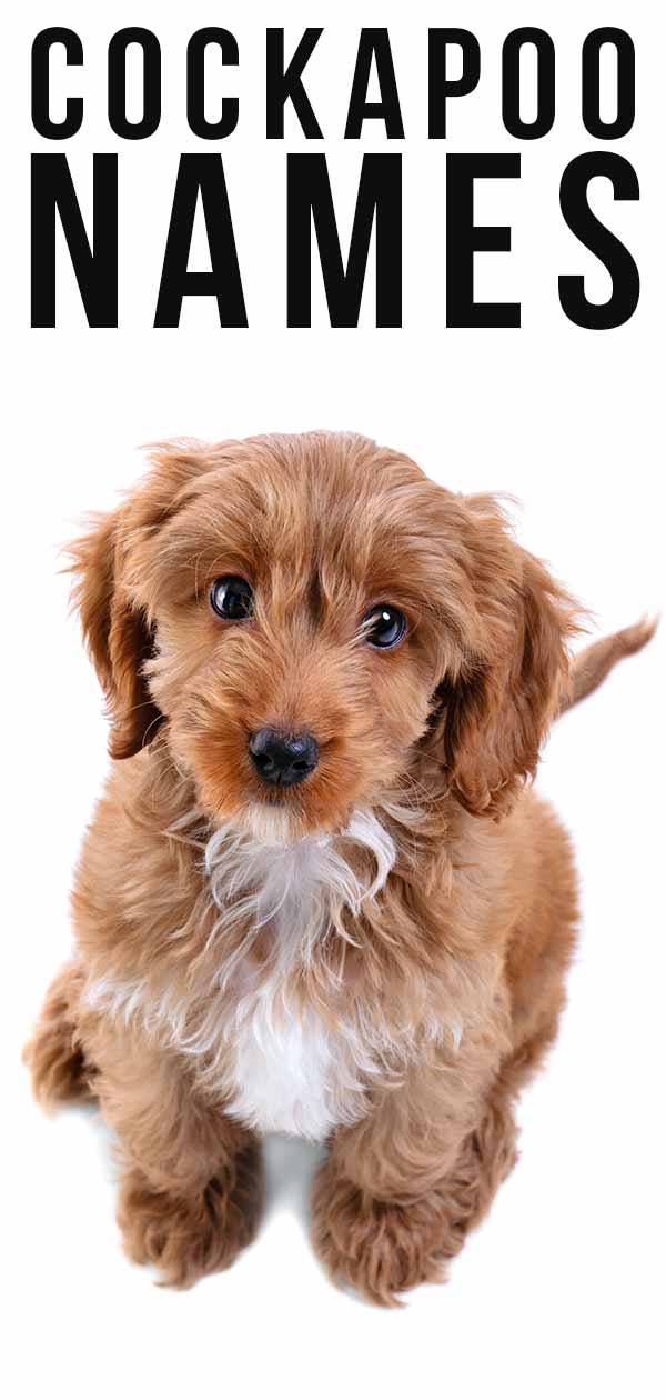 Over 230 Cockapoo Names As Awesome As Your Puppy