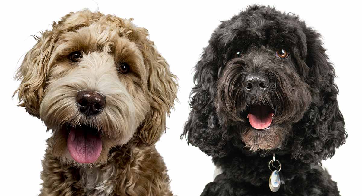 what is the difference between an american labradoodle and an australian labradoodle