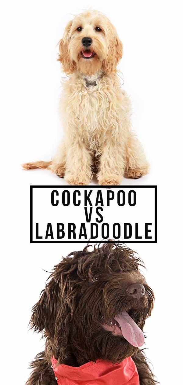 cockapoo vs labradoodle