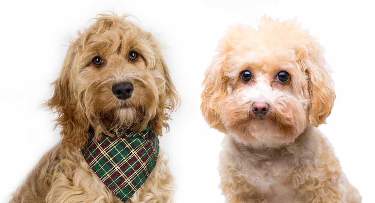 Cockapoo vs Maltipoo - Can You Tell The 