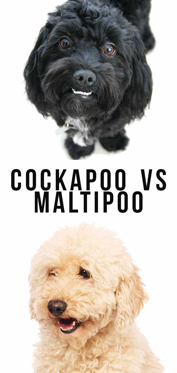  cockapoo vs. maltipoo