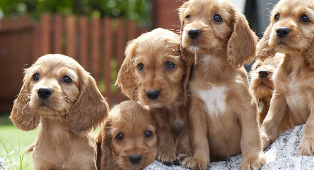 Golden spaniel hot sale puppy