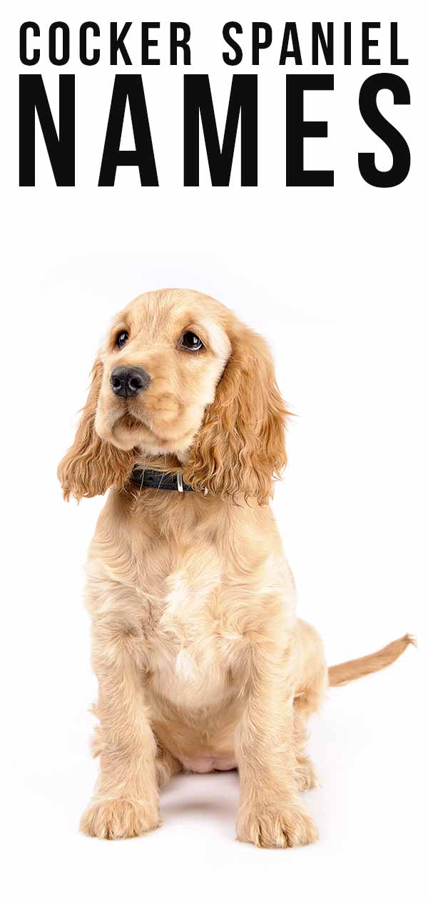 blonde working cocker spaniel