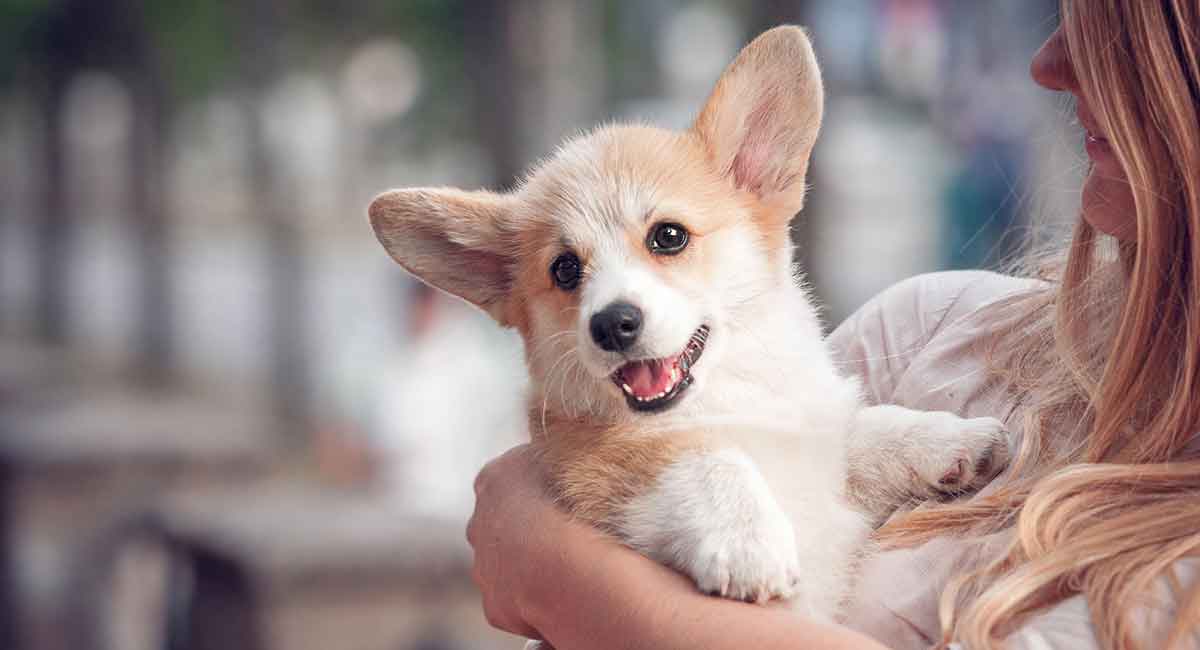 are corgi dogs breed miniature