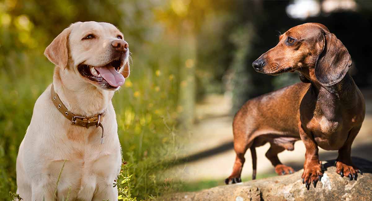 dachshund and lab mix puppies