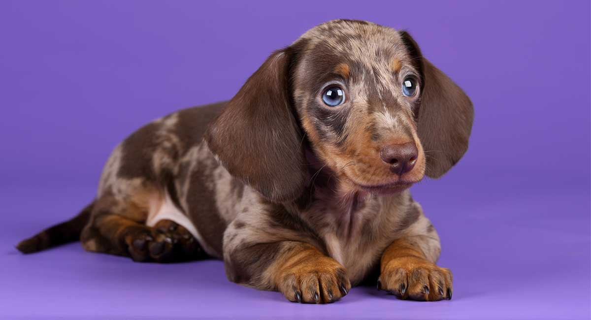 different colored dachshunds