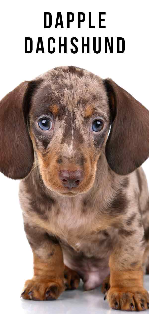 Dapple Dachshund Not Just A Pretty Coat Color