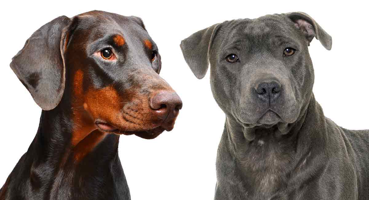 doberman cross breeds