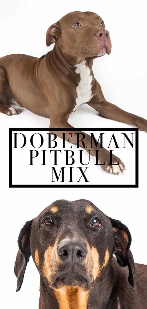 Doberman Pitbull Mix - The Best Of Both Worlds?