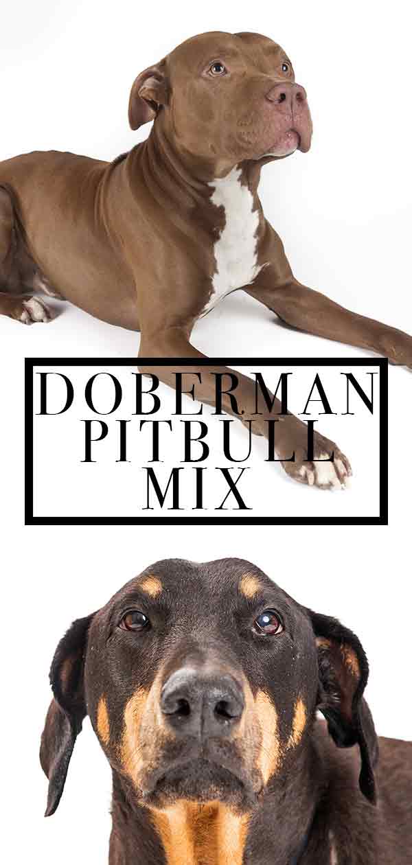 Doberman Pitbull Mix - The Best Of Both Worlds?