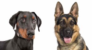 doberman vs german shepherd